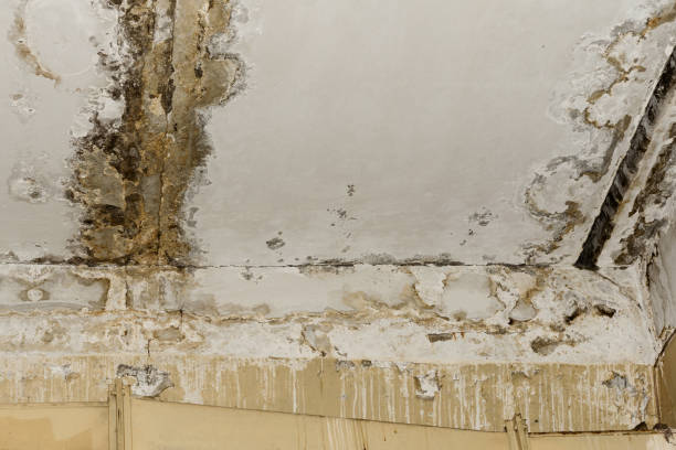 Trusted East Douglas, MA Mold Inspection, Removal & Remediation Experts