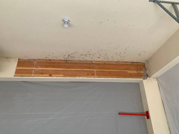  East Douglas, MA Mold Removal Pros